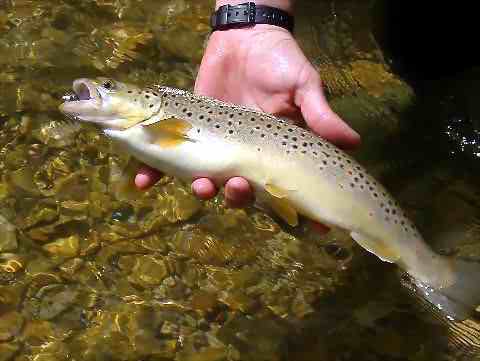 cattura con la pesca a mosca